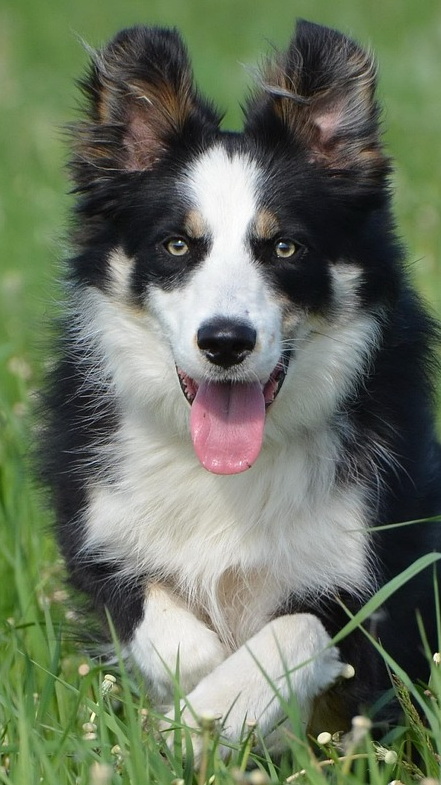 Freiburg - Border Collie