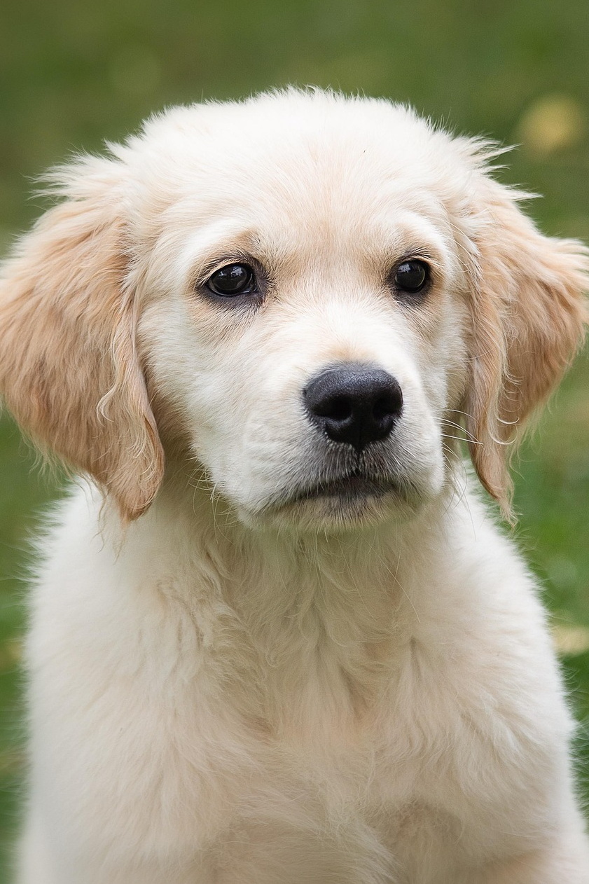 golden-retriever